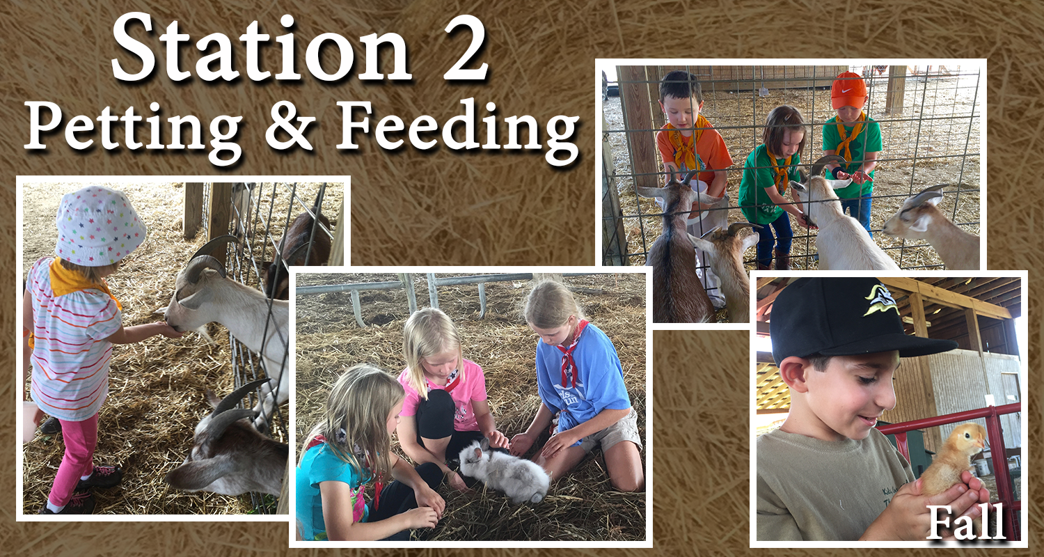 Station 2 Petting and Feeding.png