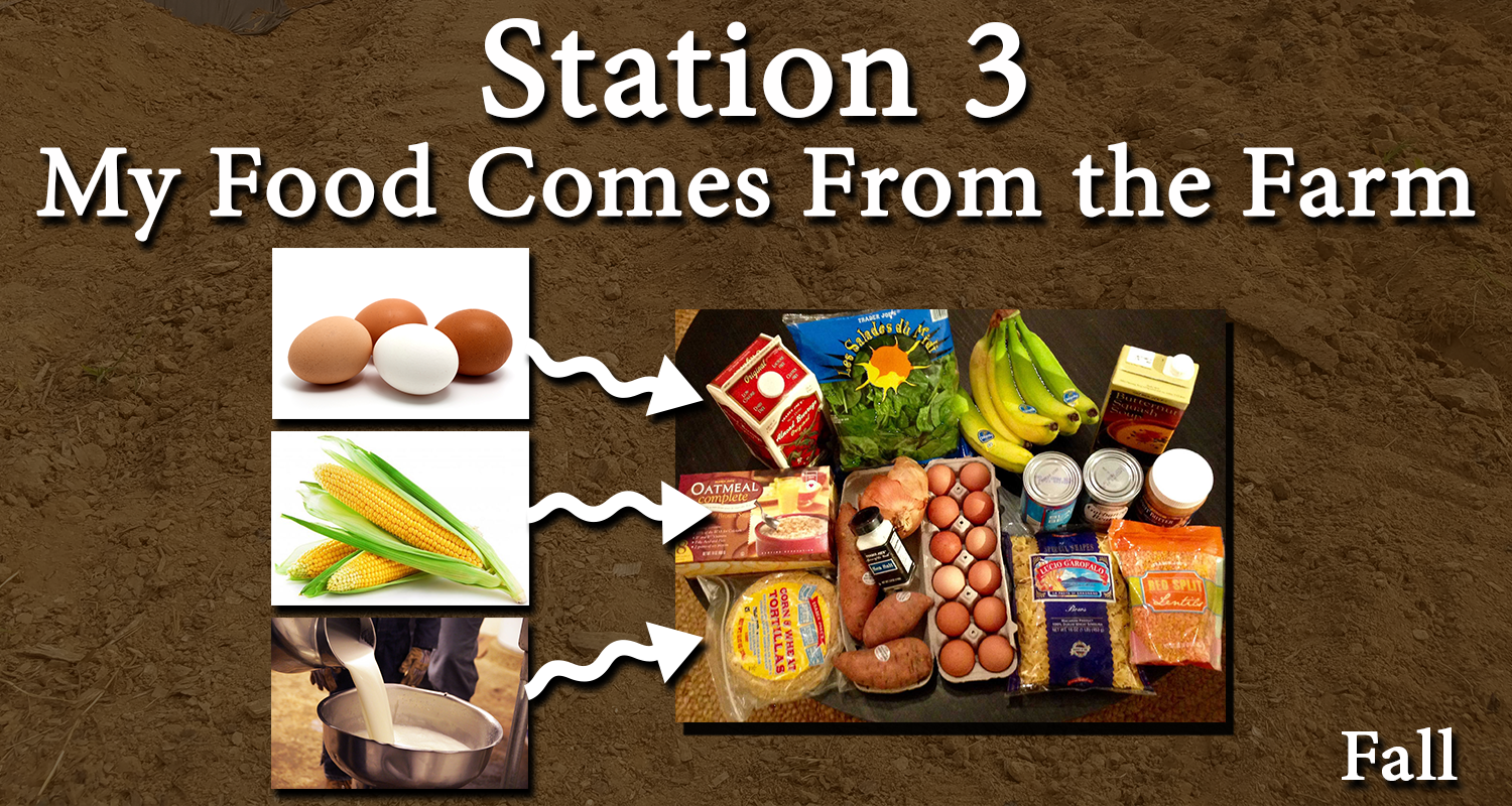 Station 3 My Food.png