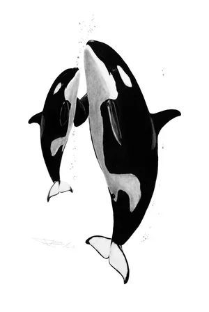 Orca bubbles