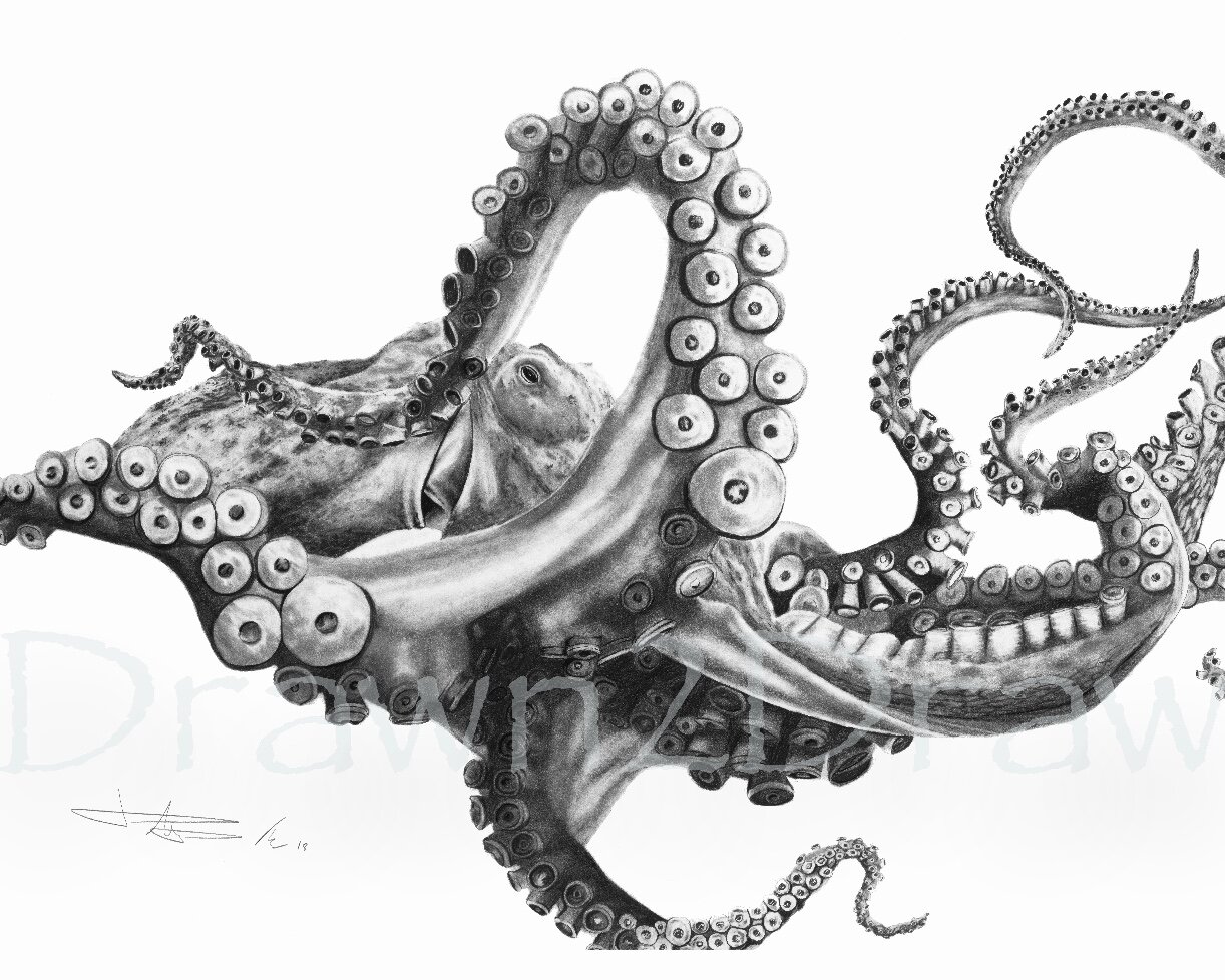 Intricate Octopus Tentacles Drawing on White Background Stock Illustration  - Illustration of sculpted, dark: 291063225