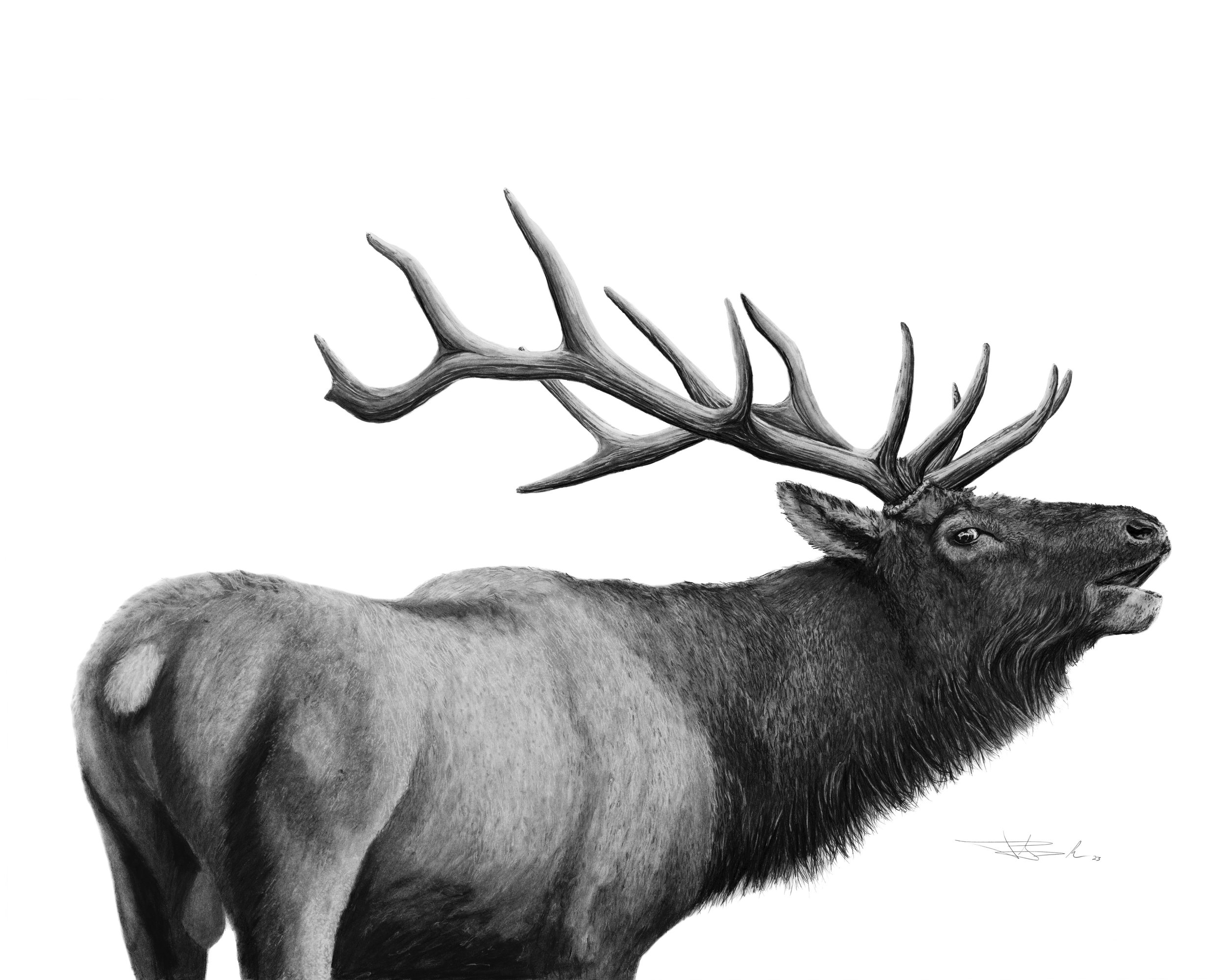 Bull_Elk_16x20 copy.jpg