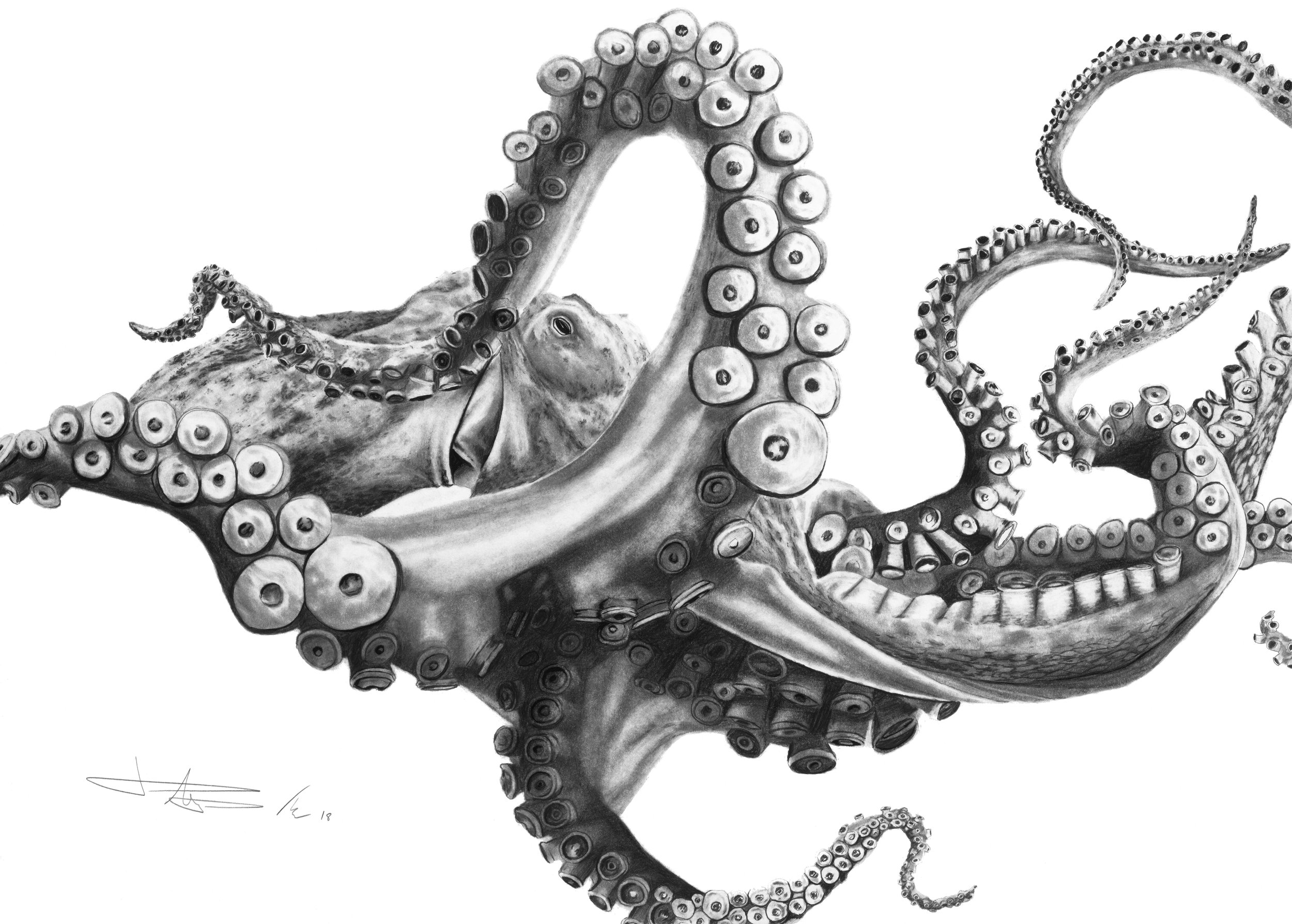 Octopus_5x7.jpg
