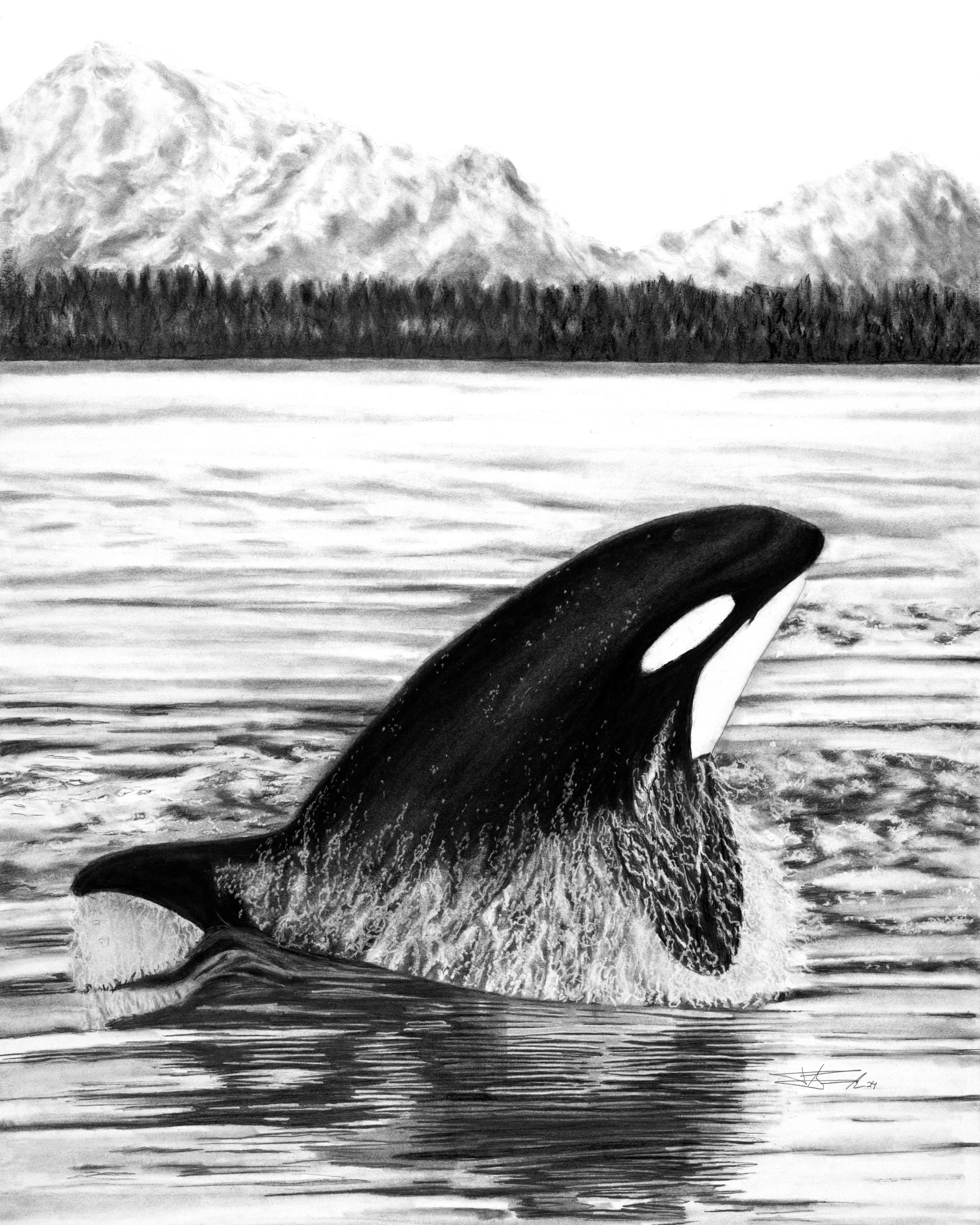 Orca_8x10.jpg