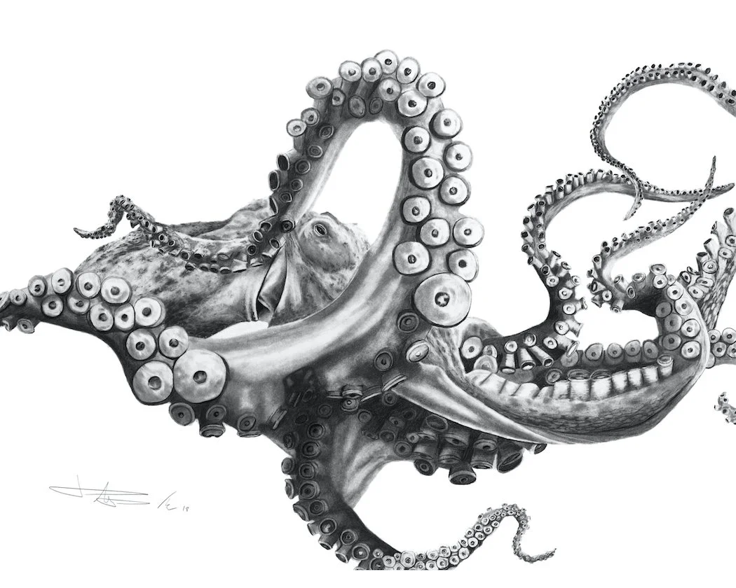 Octopus_8x10and16x20 copy.jpg