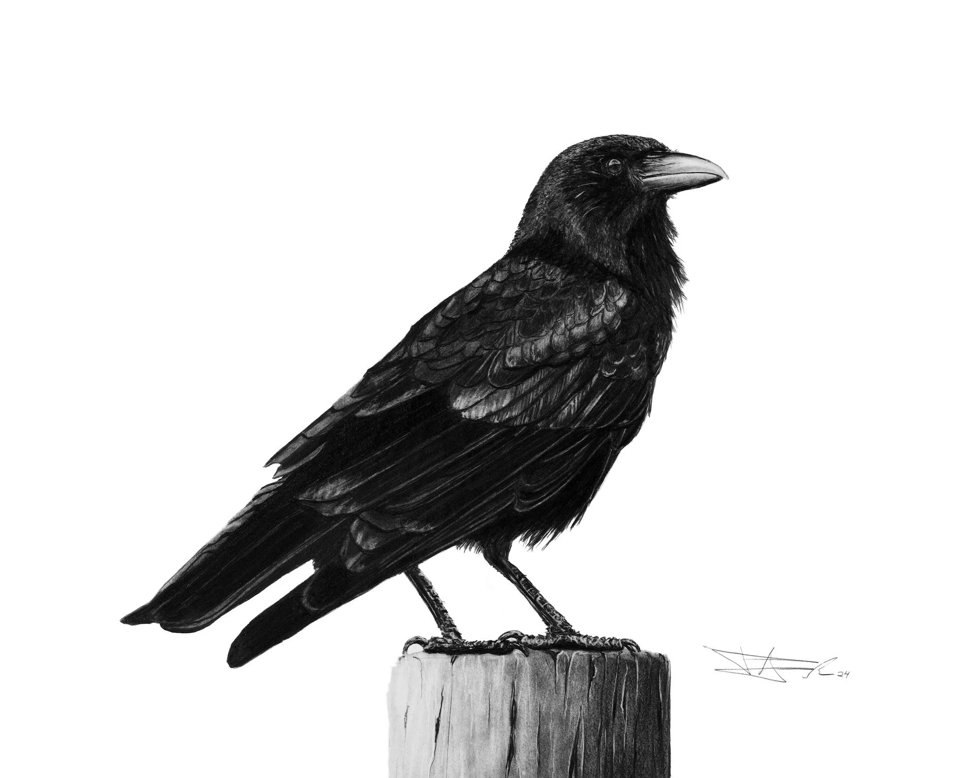 Crow_8x10 copy.jpg