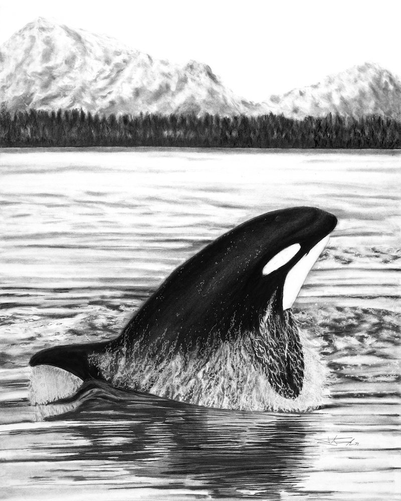 Orca_8x10 copy.jpg