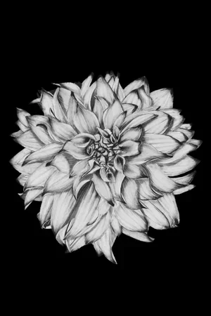 Dahlia