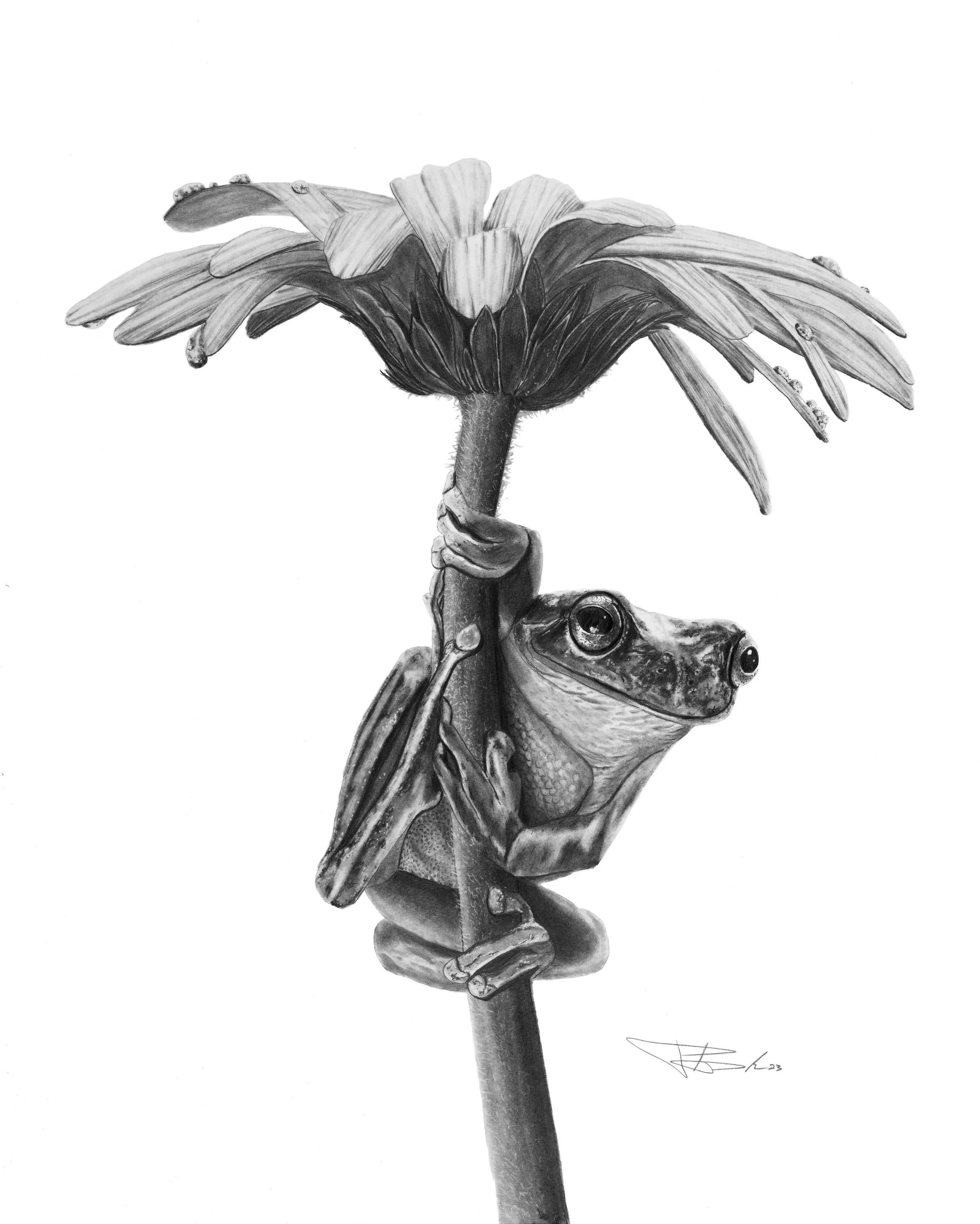 Frog_2023_8x10 copy.jpg