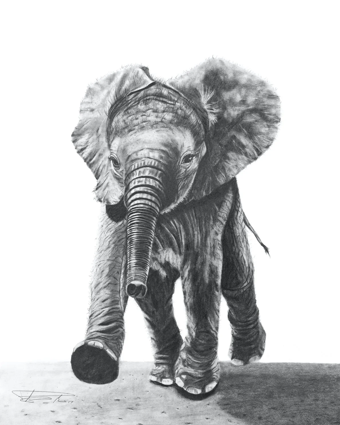 Elephant_8x10and16x20 copy.jpg