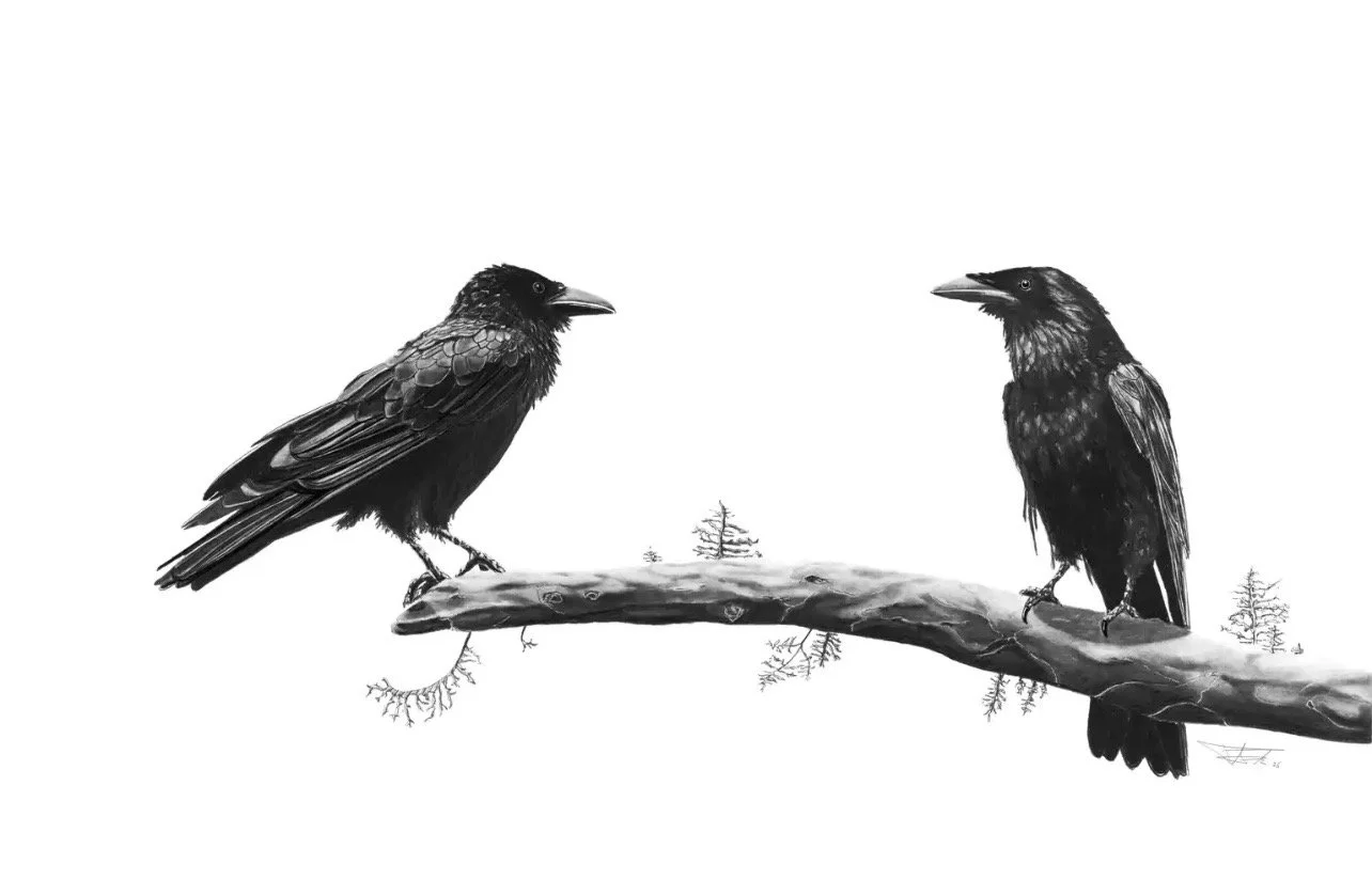 Two Ravens walk onto a branch...