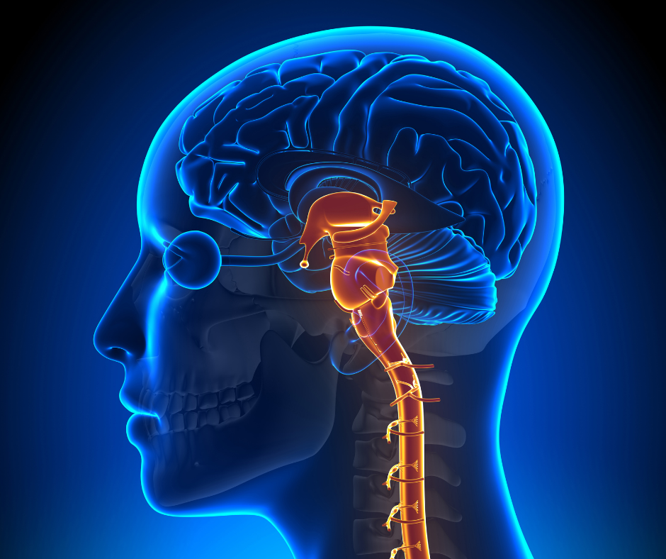 The Vagus Nerve: The Missing Link in Cancer Survivorship