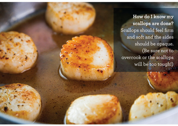 Scallops_v2_09.jpg