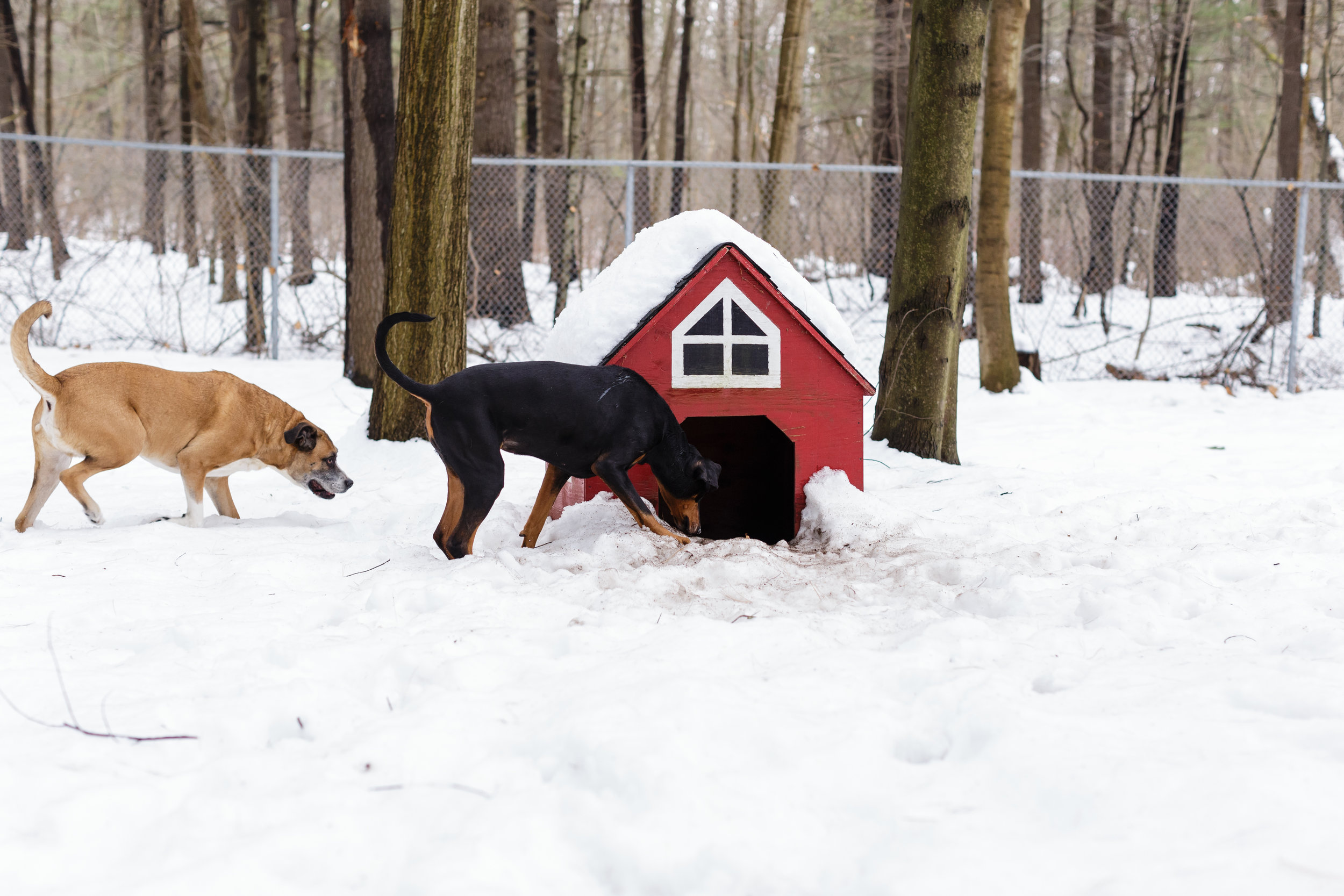 Snowed In? — The Pawsitive Pooch