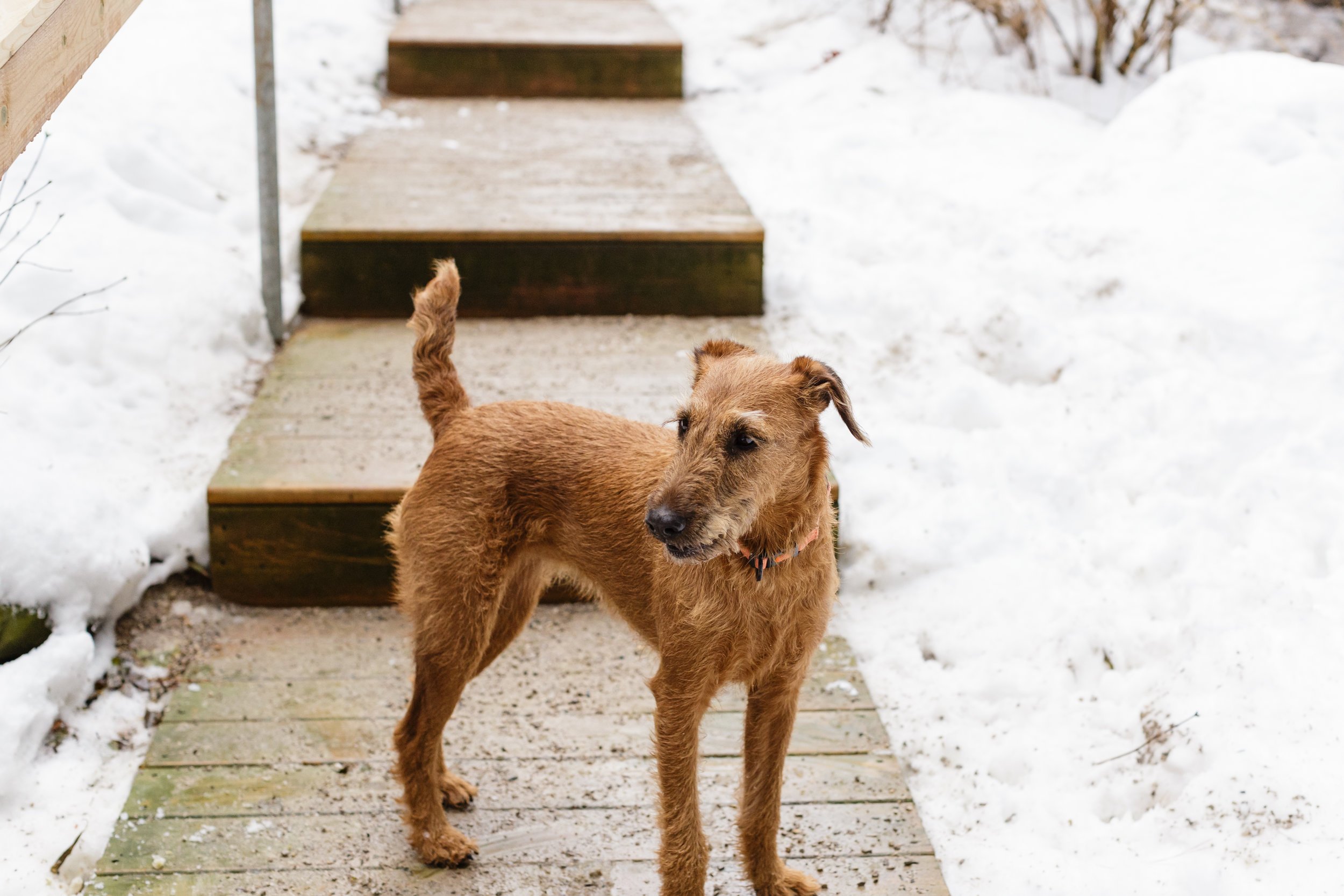 Snowed In? — The Pawsitive Pooch