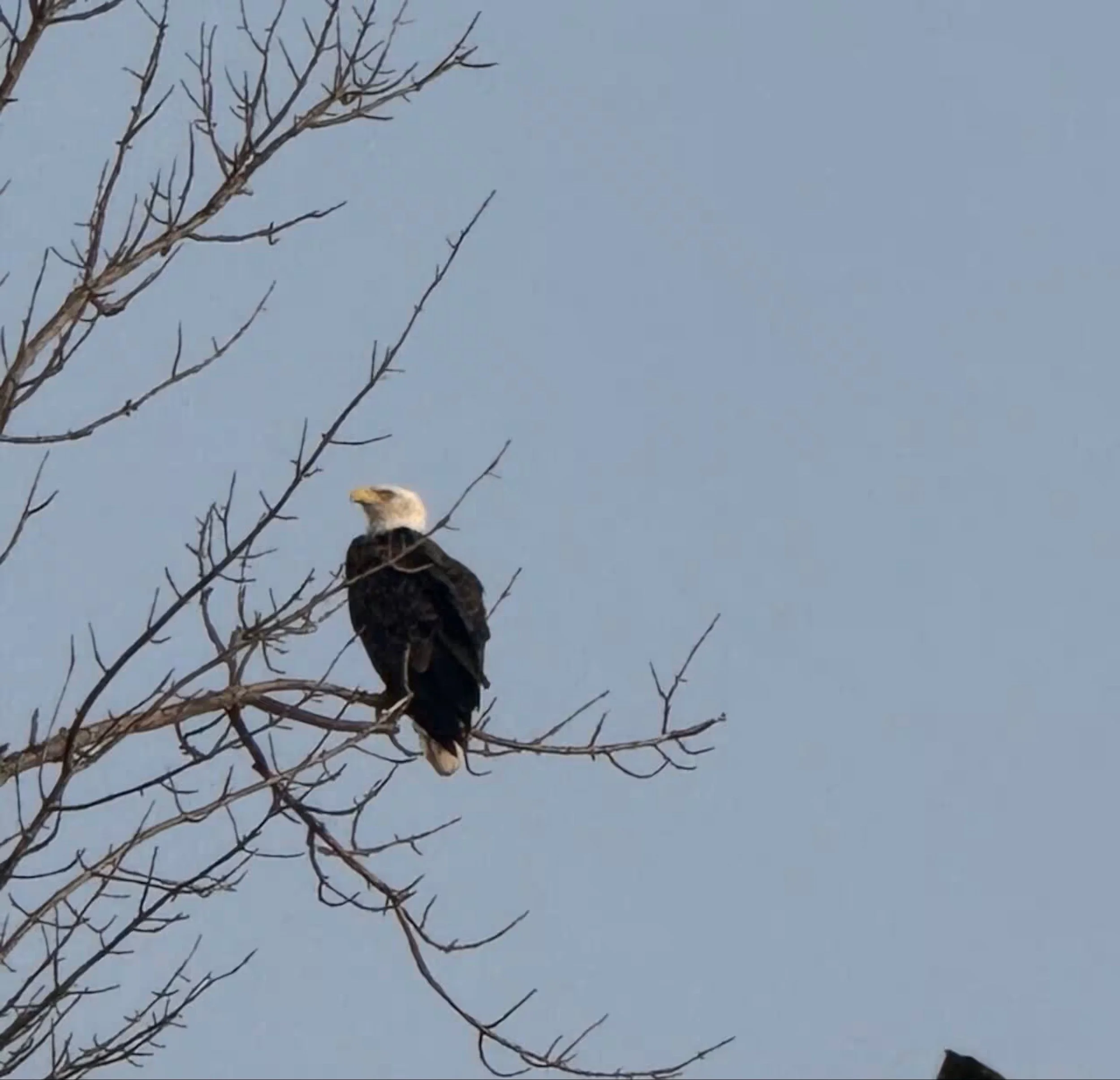 Eage sitings right from the cottage deck