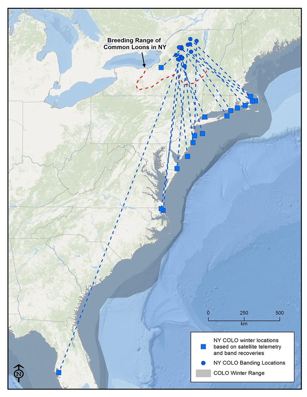 Map shows known wintering areas of banded Adirondack loons, based on band resightings, band returns, and satellite telemetry data from 1999-2014. Map courtesy of Jeff Tash, Biodiversity Research Institute.