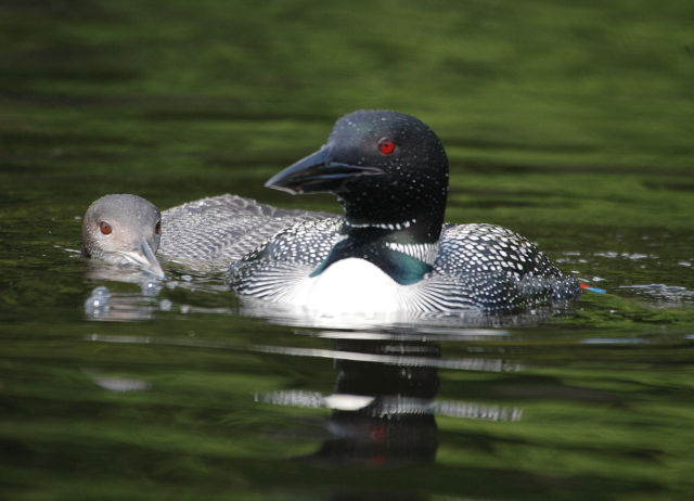 2013-NS Middle Pd Loon+chick.png
