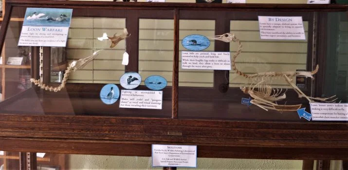 A preliminary loon anatomy/adaptation exhibit.