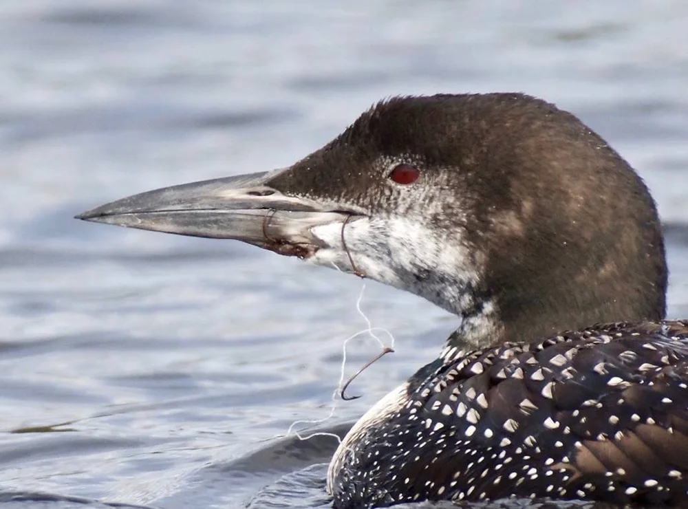 Loon Line