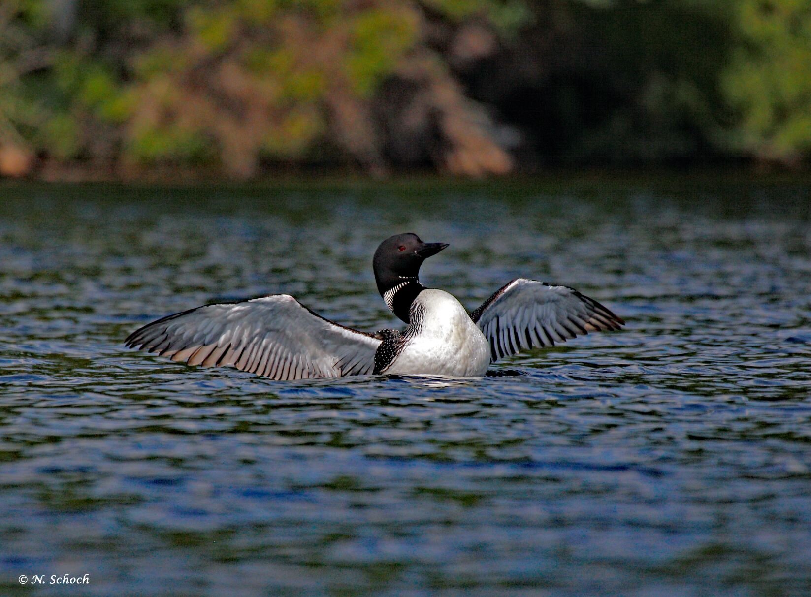 Events — Adirondack Center for Loon Conservation