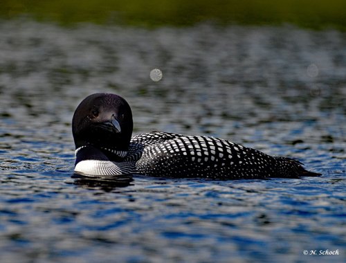 Common  loon on the water looking at the photographer.