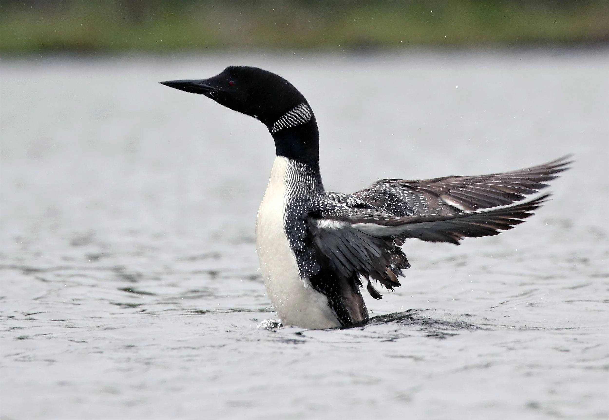 Common Loon Flying