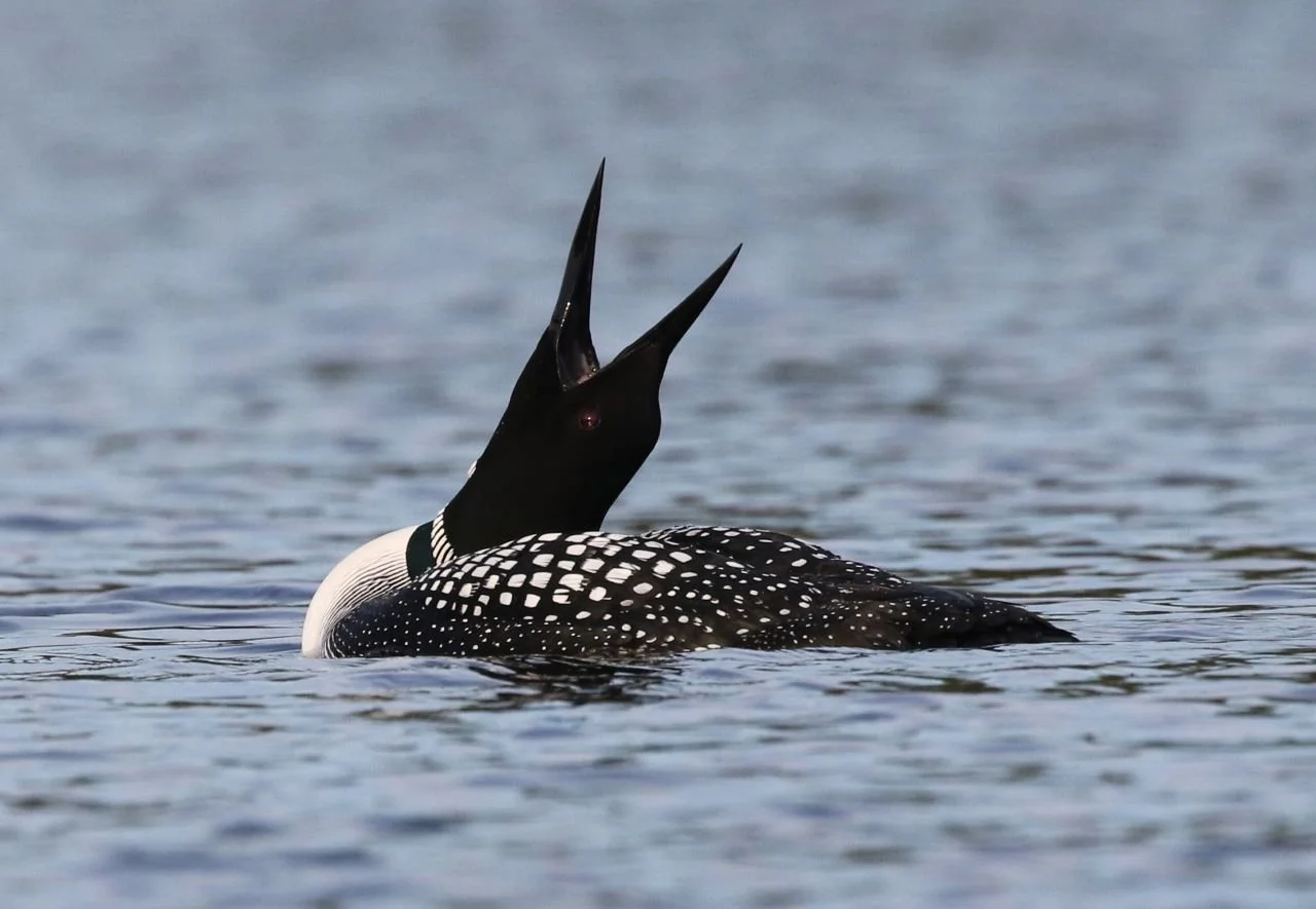 Upheaval at "Loon Pond", NY