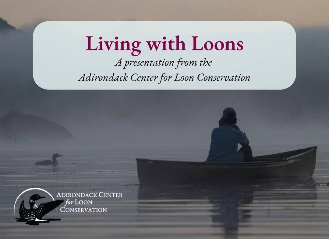 Presentation: Living with Loons 
