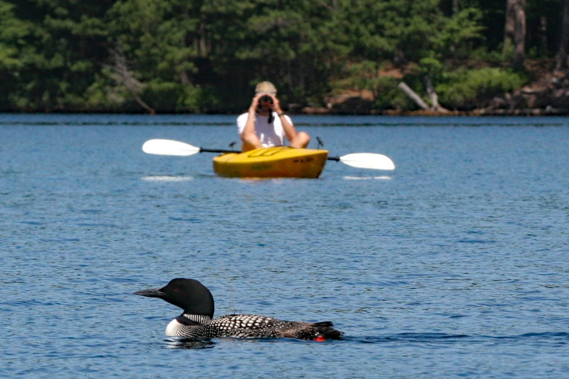 Paddle with Loons - Little Clear Pond