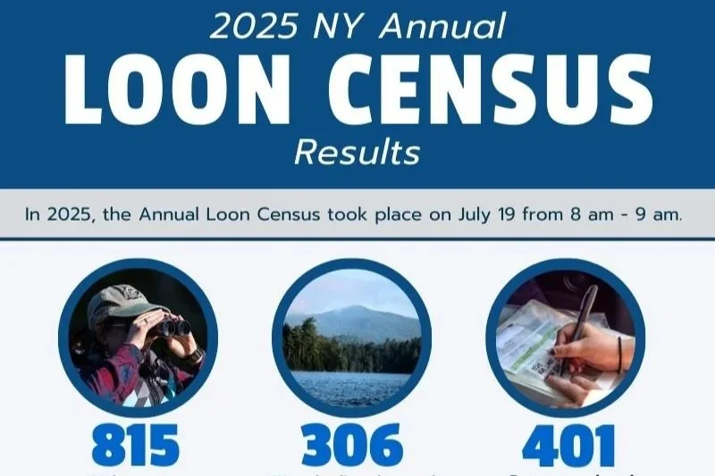2025 NY Annual Loon Census Results Unveiled 