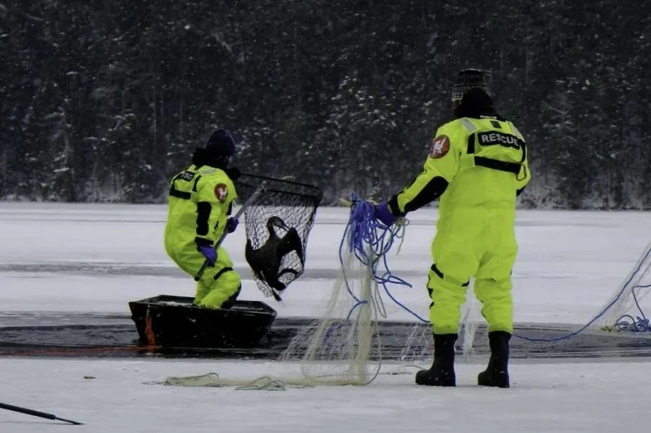 Iced-in Loon on Clear Pond