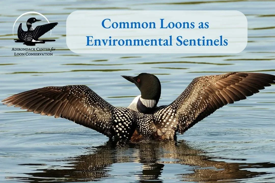Presentation: Loons as Environmental Sentinels 