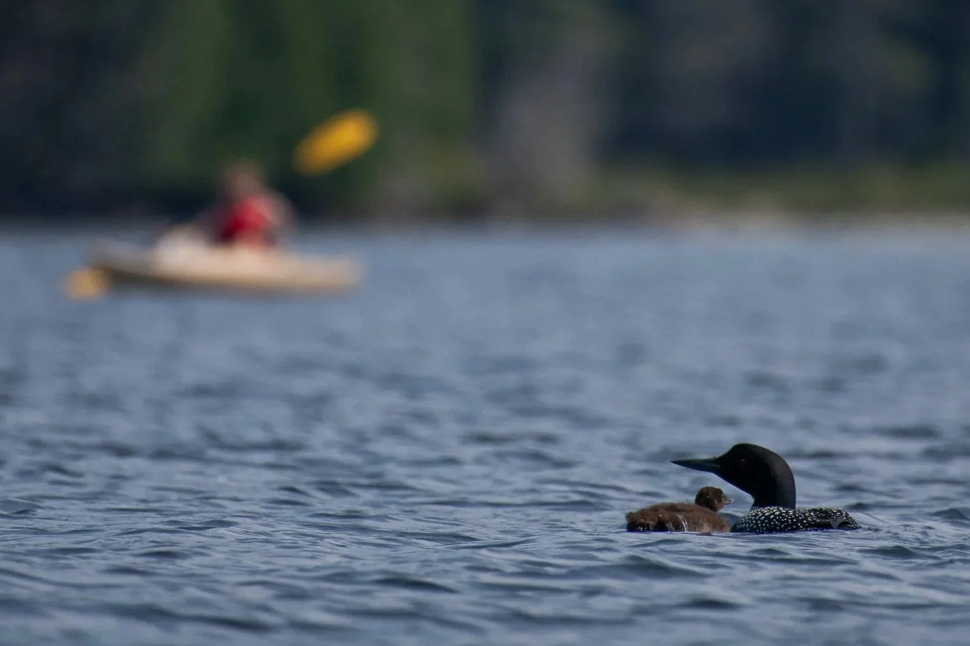 Special Guided Paddle to Kick Off the Great Adirondack Birding Celebration