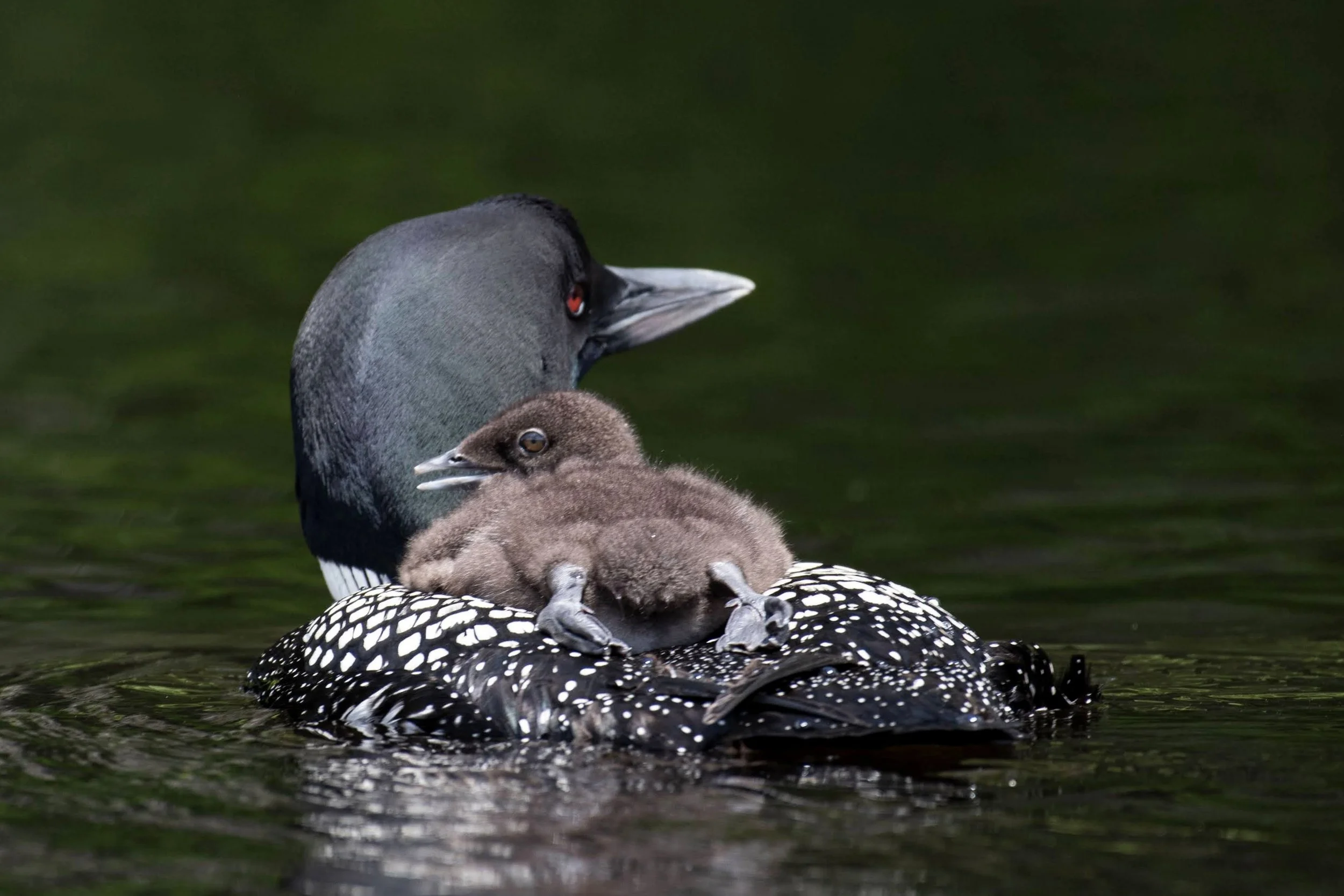 Adirondack Center for Loon Conservation
