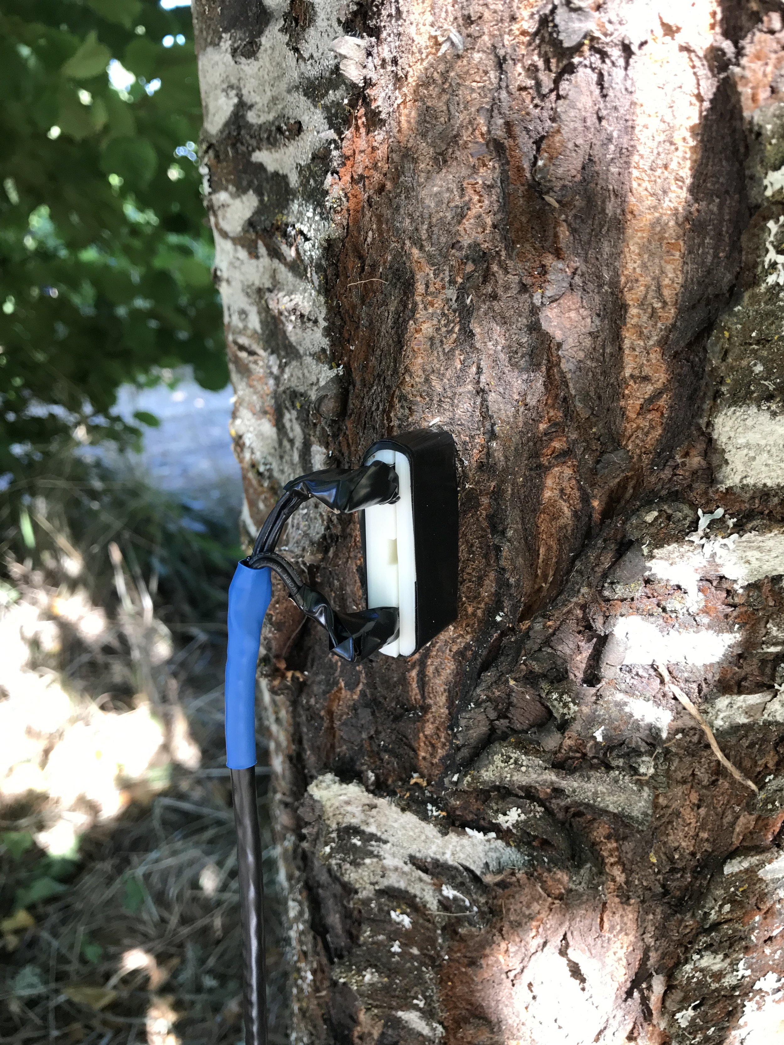 Our TDM Probe in the Tree! The probes fit perfectly into the drilled holes with properly applied epoxy. For a guide on how to test and to see our data, go check out our tree test page!