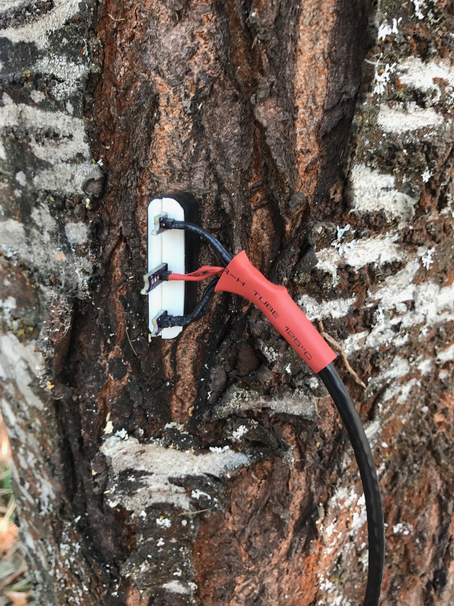 Our HRM probe prototype in the wild cherry tree! (8/16/2018)