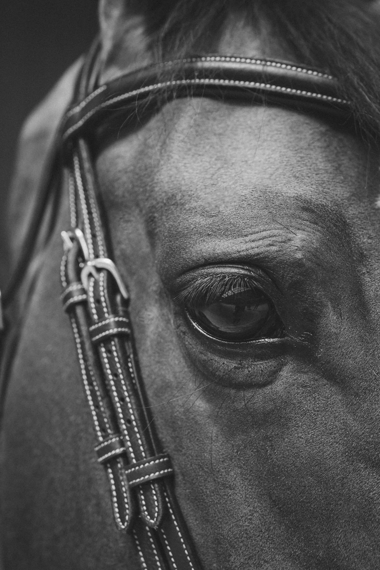 Cheval W25-3.jpg