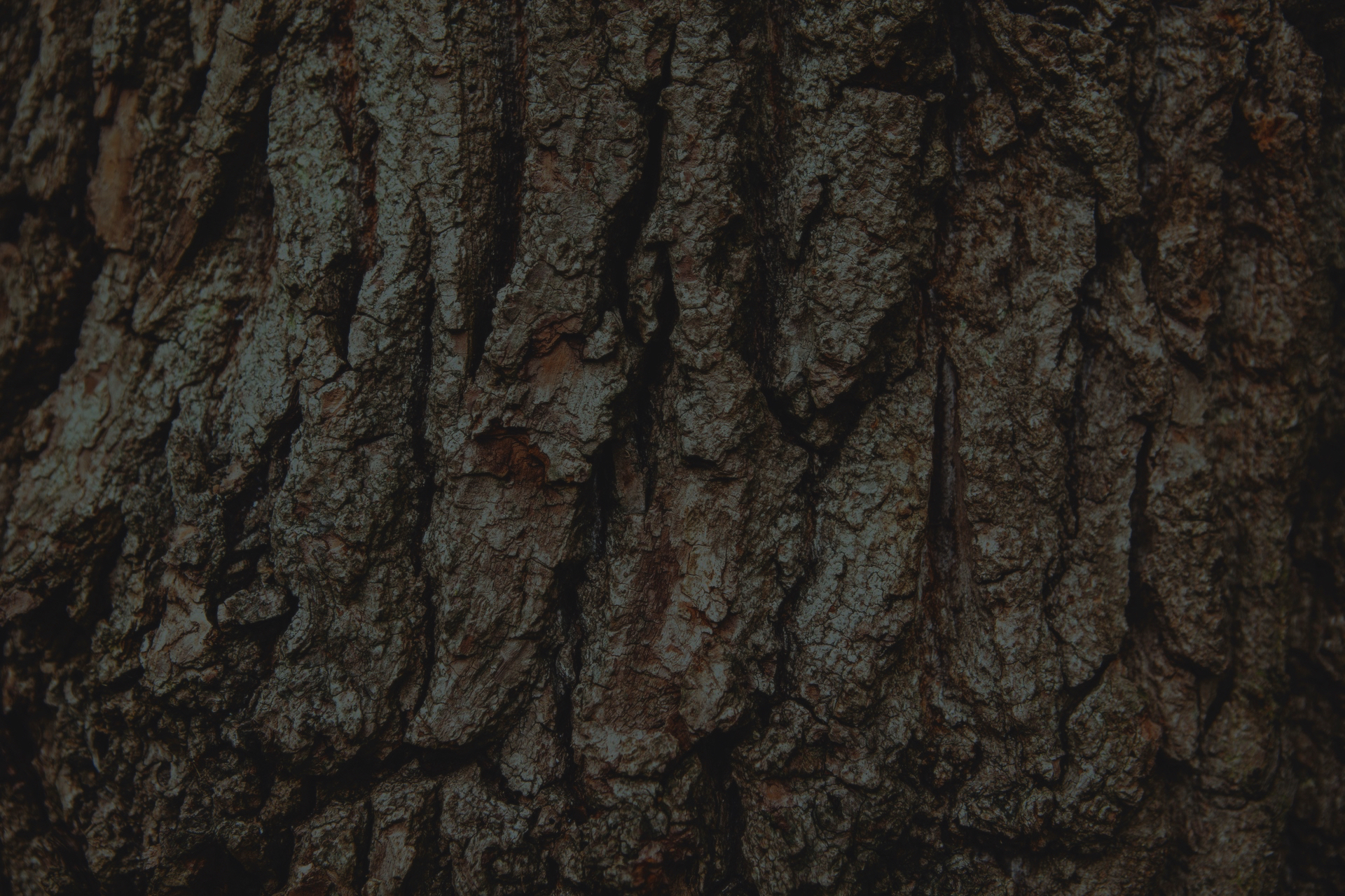 wood-tree-bark-english-oak.jpg