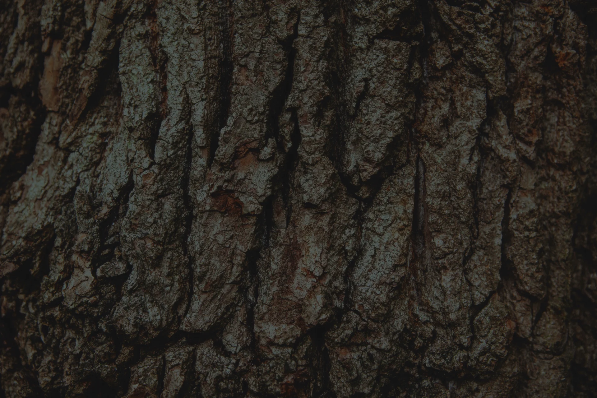 wood-tree-bark-english-oak.jpg