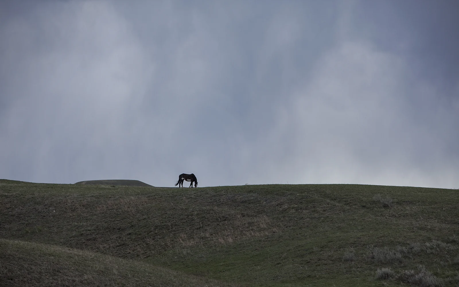 Crow_4_2010_MG_1339.jpg