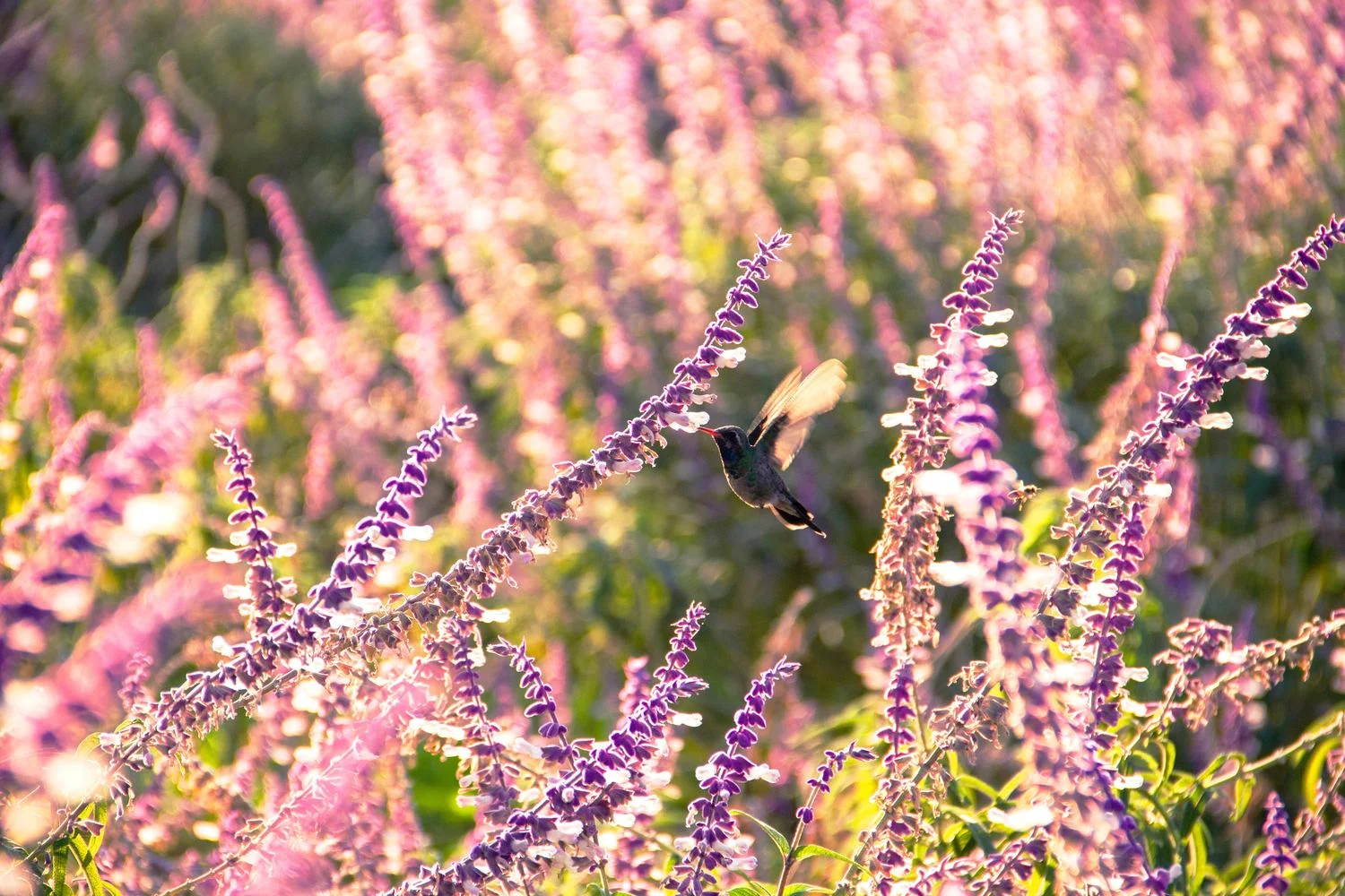 photo by Isabel Herrera on Unsplash