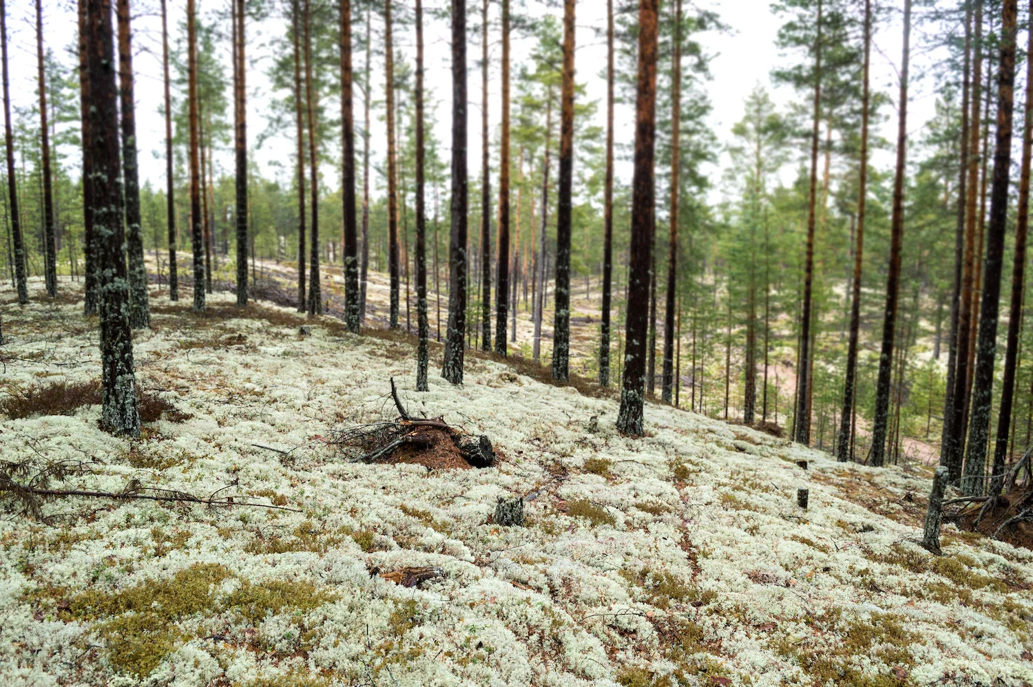 Raumakustik Nordgröna Rentiermoos Wandabsorber Bellton.jpg