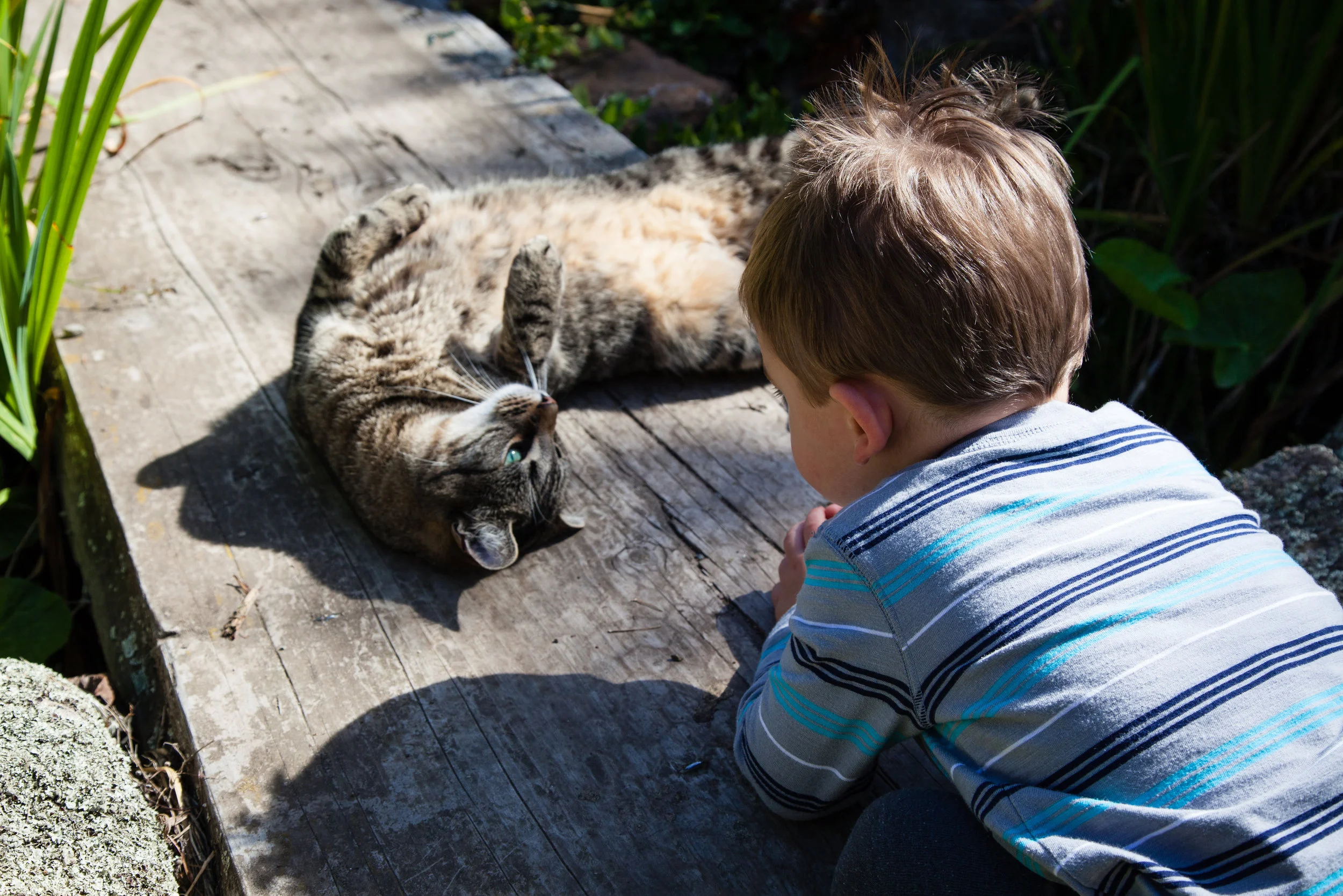 Penguins? Sheep? No, I'm just interested in the garden cat, Mom! 