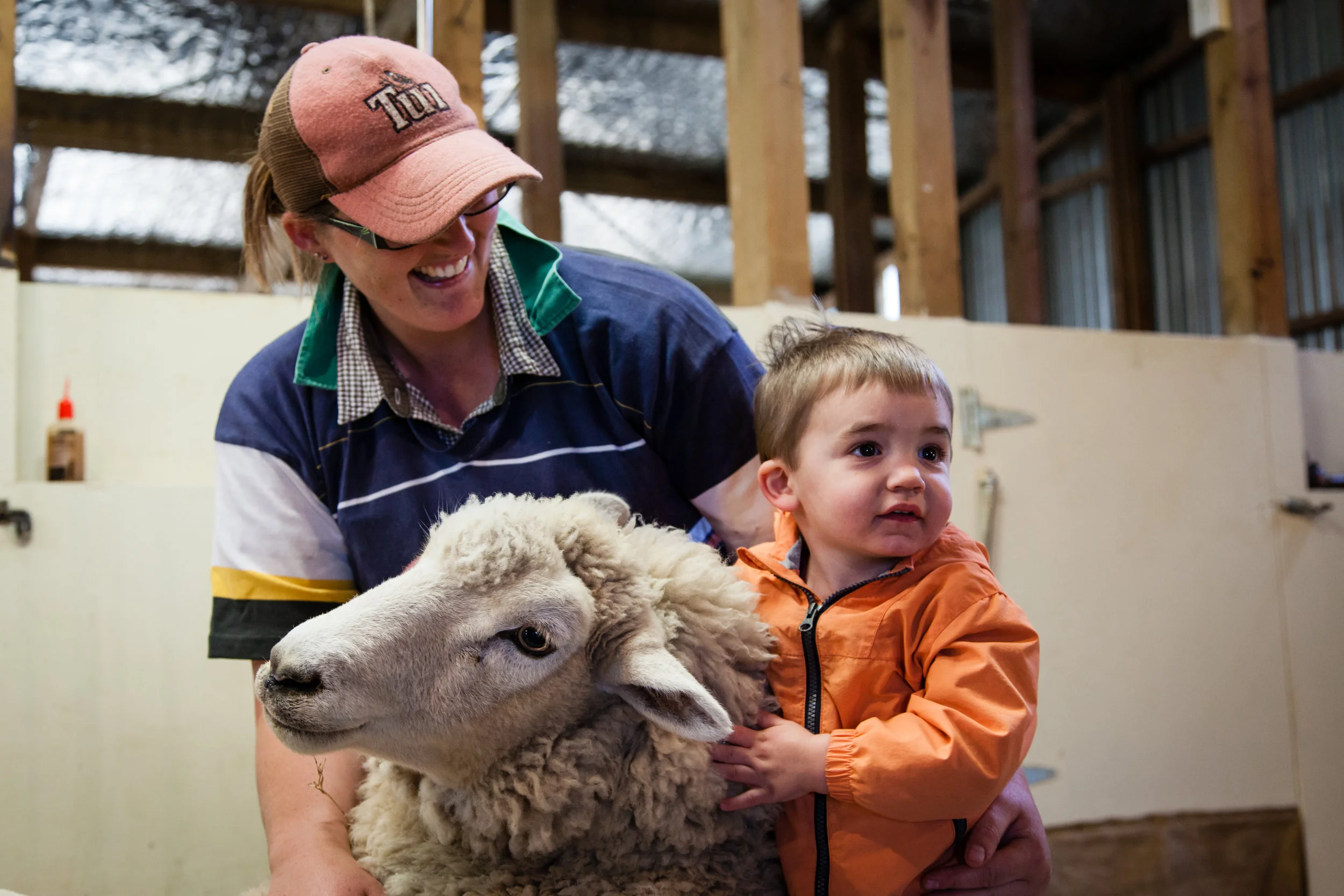 Back out to the Banks Peninsula the next day for a sheep shearing and dog herding demonstration! 