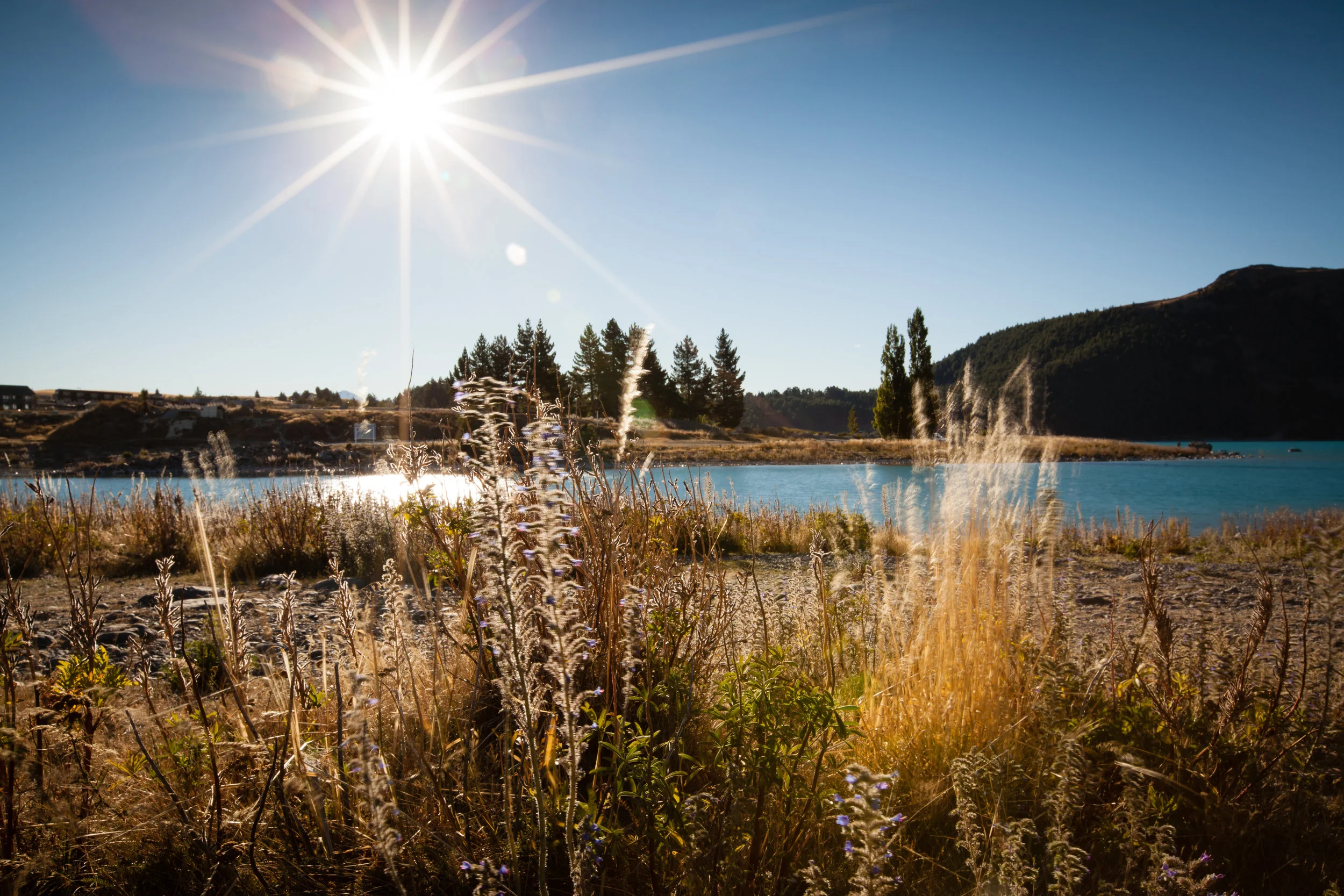 We arrived at the very beginning of fall. Here are a few fading lupine stalks blowing in the wind. 