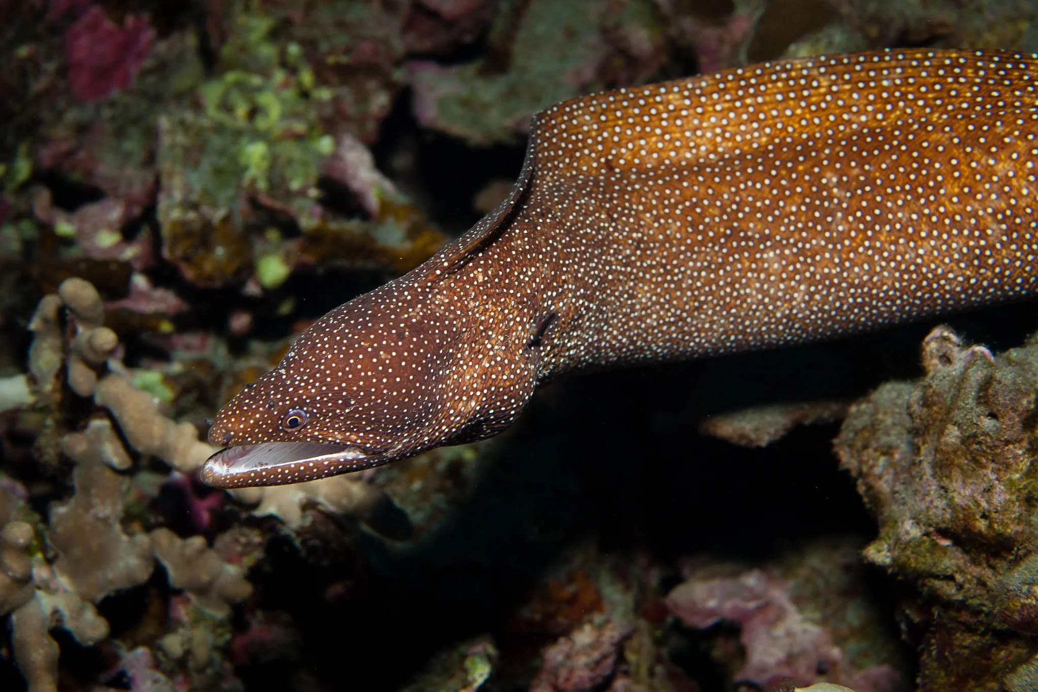 Spotted eel on the move. 