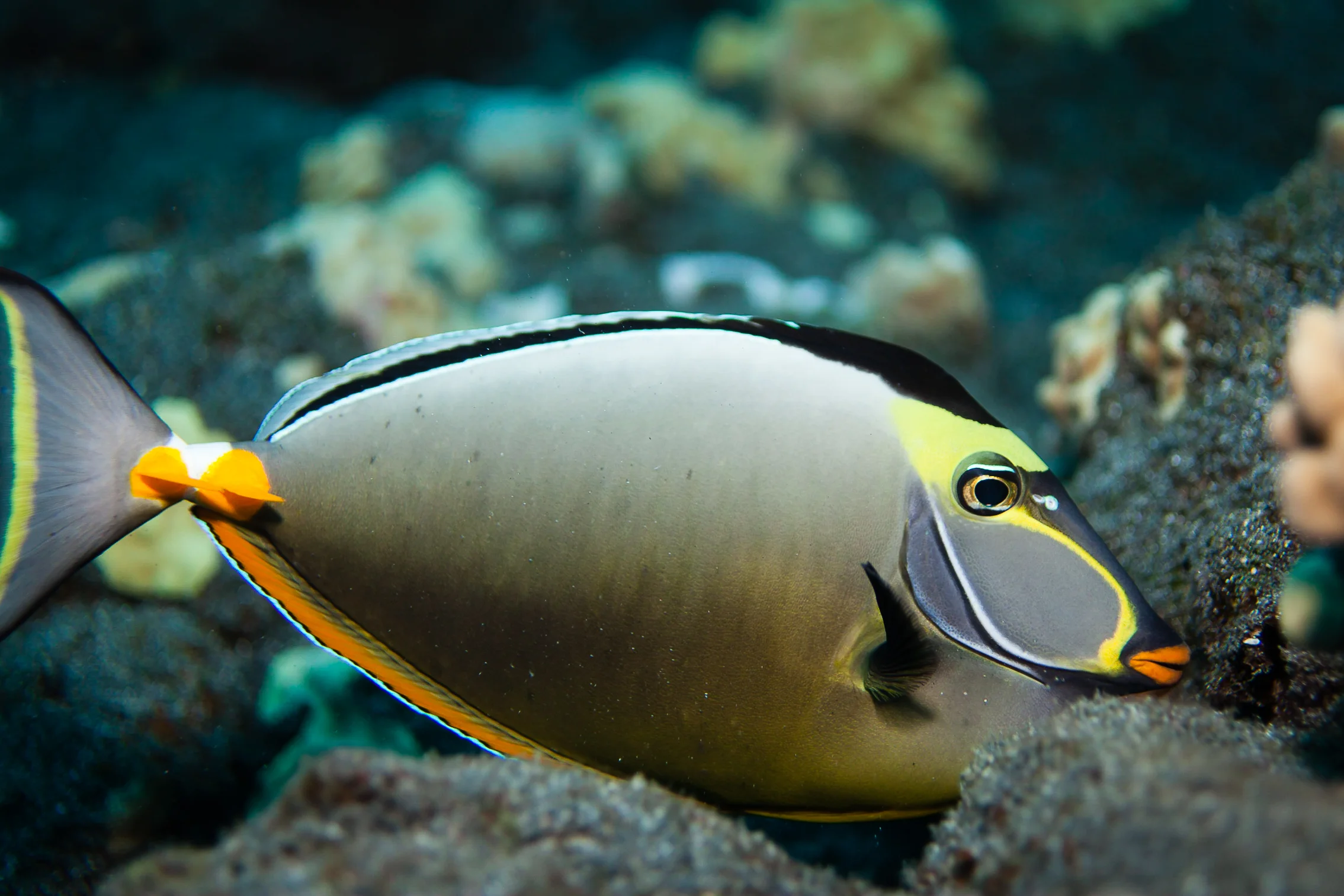 This Lipstick Tang was particularly friendly... actually let me snap a few decent shots. 