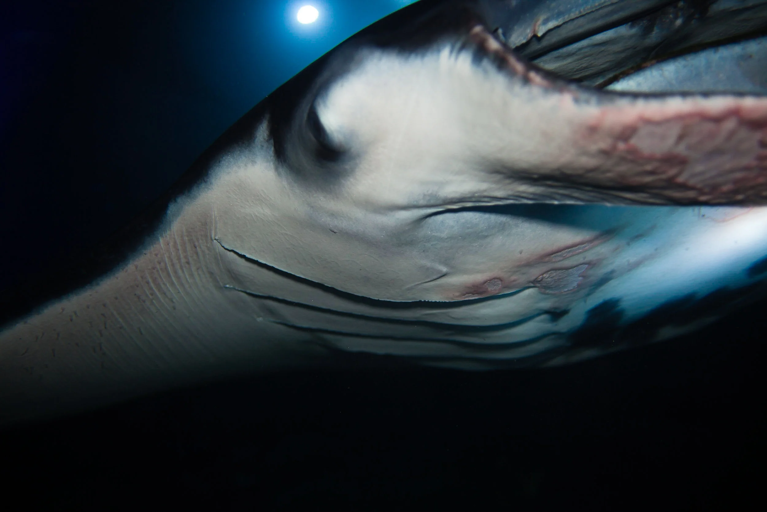 I can't describe how majestic and humbling it is to watch a Manta Ray soaring over your head. 
