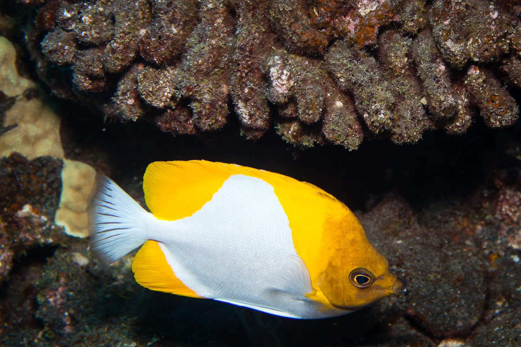 Pyramid Butterfly Fish