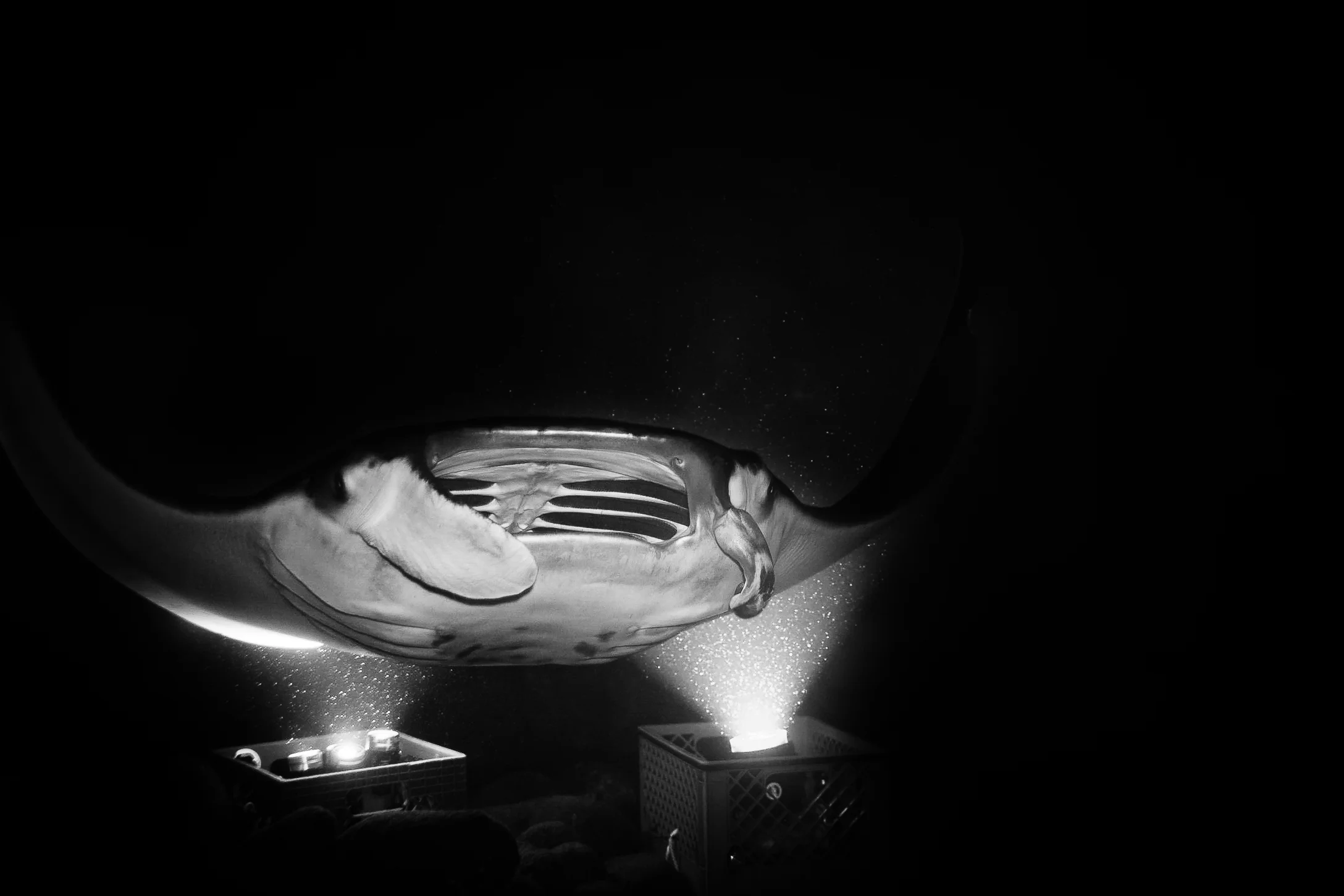 Manta Ray in black and white. The lights placed on the sea floor attract plankton at night. Then the Mantas come and feed on the plankton. This Manta has a mangled cephalic fin, likely due to getting caught in fishing line. We were told he/she will likely lose the fin. One of the greatest threats to Mantas is over fishing. Please consider consuming seafood from responsible and sustainable sources. 